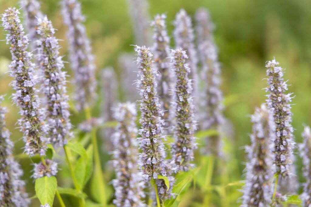 Sage Herb for Psychic Abilities